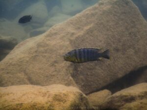 Petrotilapia genalutea